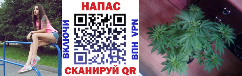 Марихуана семена  Новошахтинск 